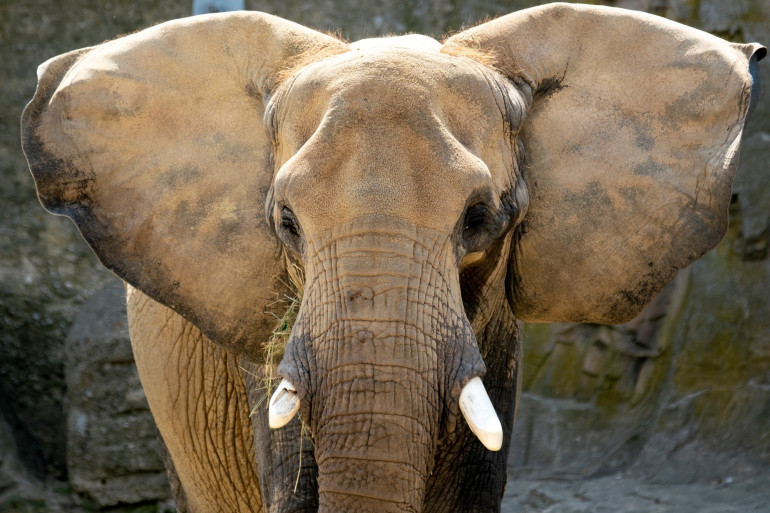 Notre chère Terre Limousine est un havre de paix pour les pachydermes !