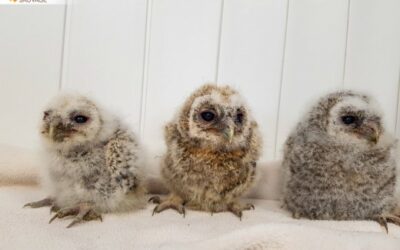 Parrainages de Jeunes Oiseaux Soignés au Centre SOS FAUNE SAUVAGE