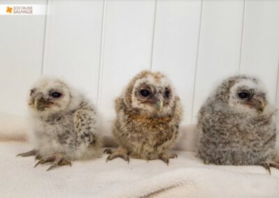 Parrainages de Jeunes Oiseaux Soignés au Centre SOS FAUNE SAUVAGE